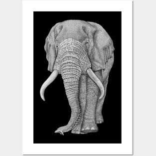 African elephant Posters and Art